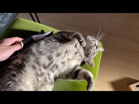 心をほぐす毛繕い