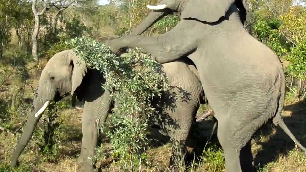 Elefant Porno Elefant Porno