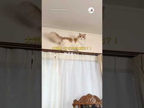 ねぎまちゃんのかわいい降りられない瞬間を紹介します サムネイル