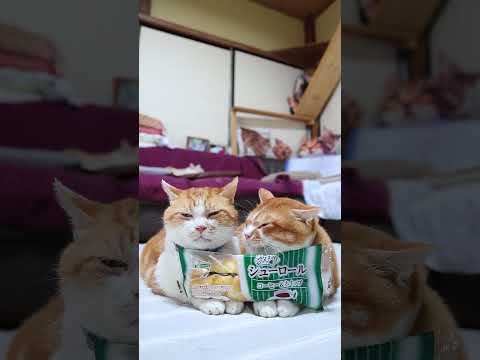 ふんわりシューロールと猫のかわいい瞬間｜癒やしスイーツと猫の暮らし サムネイル