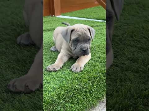 Fui a un concurso de belleza y…ARRASÉ