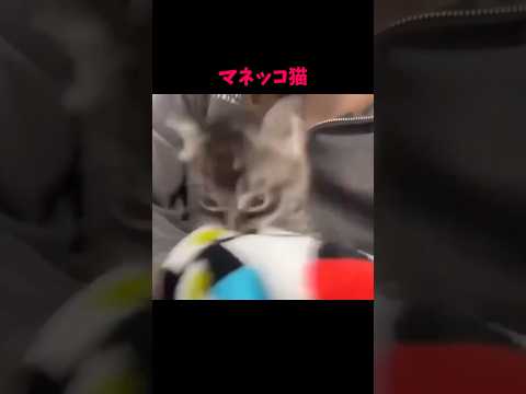 癒しの猫動画｜ほっこり笑顔になれるかわいい猫たち サムネイル