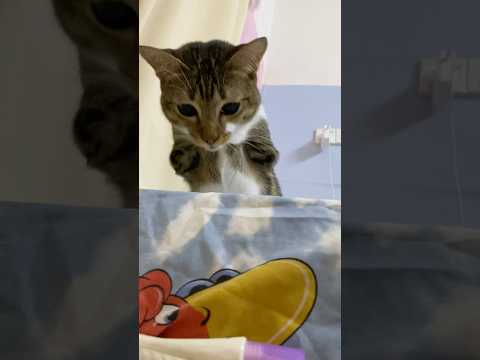 猫の動画サムネイル - ？？？ #cat #dinocattutu