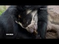 Andean bears at San Diego Zoo enjoy honeycomb treats  - 00:33 min - News - Video