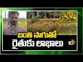 Benefits in Marigold Cultivation | బంతి సాగుతో రైతుకు లాభాలు | 10TV News