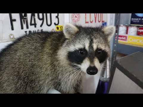Raccoon in Garage - Cute Close-ups