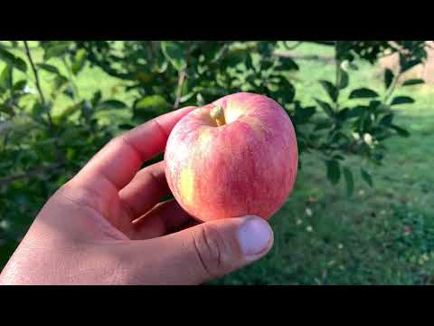 Kidd’s Orange Red Apple Tasting