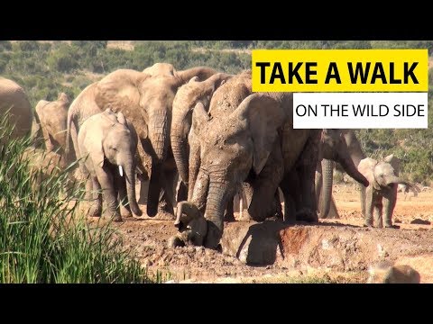 Take A walk On The Wild Side || JukinVideo