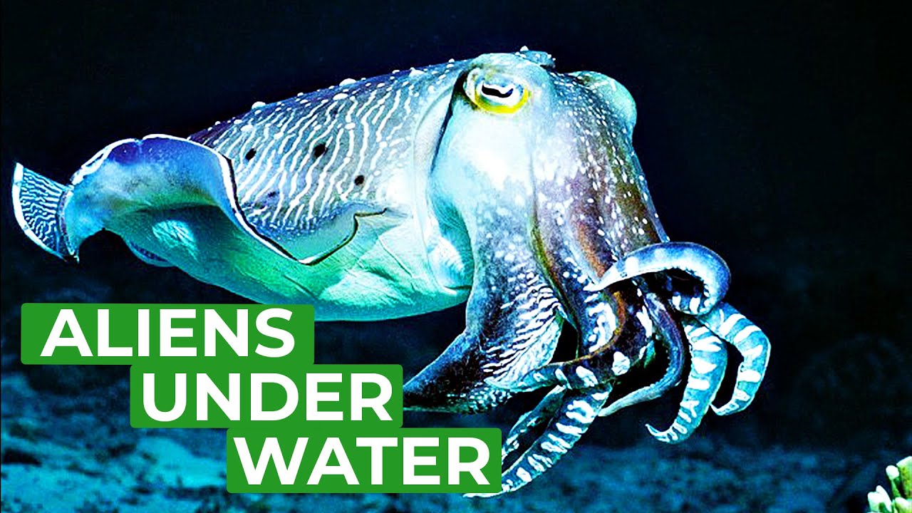 Cuttlefish - Underwater Aliens | Free Documentary Nature
