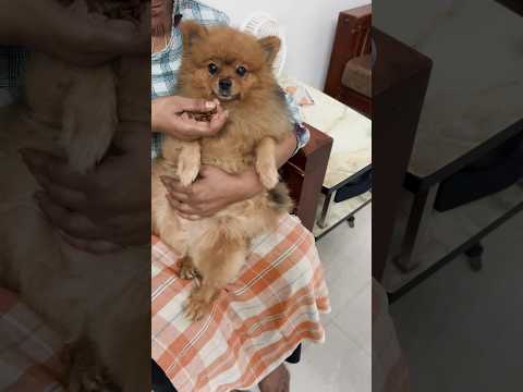 Toffy 🐶| Pets are family #dogs #pets #petlover #ytshorts #memoriesmade #love #funny #dogvideos