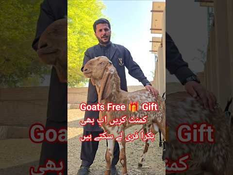 Goats Free 🎁 Gift Pakistan کمنٹ کریں اپ بھی بکرا فری لے سکتے ہیں