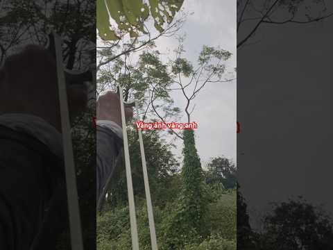 Chim di cư bắt đầu về qua đây #nácaosu #hunting