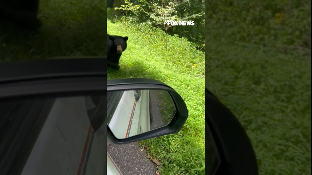 WATCH: Travelers make a beary cute new friend #bear #shorts #travel #travelstories