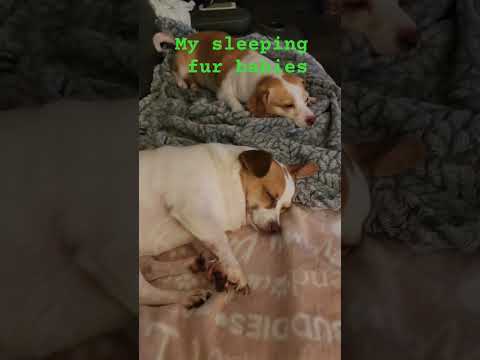 #chihuahua #funny #doglife #puppy #doglife #furbaby #cute #pets #love #