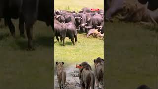 Para singa datang membantu temanya yang sedang dikepung kerbau #shorts #animals #lion #buffalo
