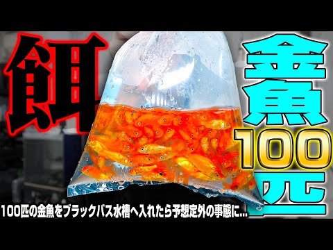 【閲覧注意】100匹の金魚を腹ペコのブラックバス水槽へ入れた結果...