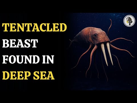 16,404-Feet Deep-Sea Creature Stuns Scientists | WION Podcast