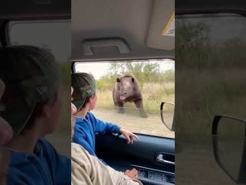 The Bear-Rhino Hybrid Nobody Believed Existed! #shorts #wildlife #hybridanimals