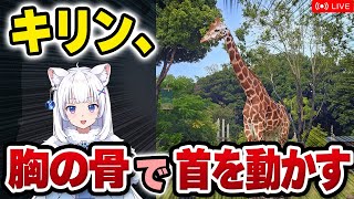 【獣医が解説】キリンの長い首、胸の骨で動いていた!? 謎多き珍獣キリンの話【北国ここなの動物研究室】