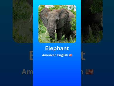 How to Pronounce Elephant (American English 🇺🇲) #language #english #pronunciation #2024 #Elephant