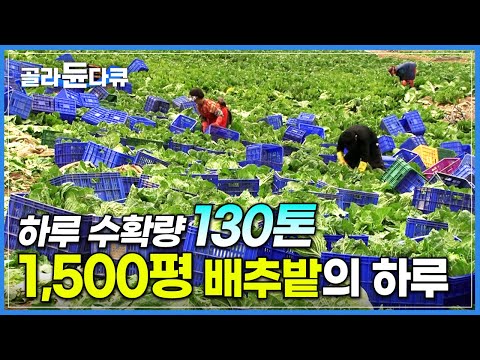 달랑 칼 한 자루 쥐고 새벽부터 밤까지… 바다 건너 언덕에 자리 잡은 1,500평 배추밭 수확하는 날│아삭하고 달큰한 해남 배추가 김치 공장까지 가는 과정│극한직업│#골라듄다큐