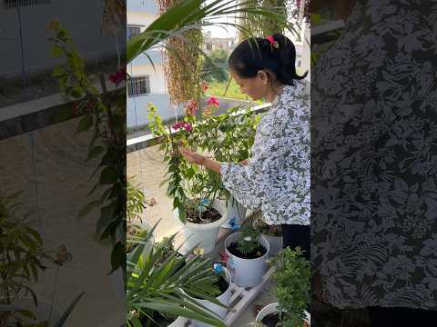 A walk through my garden 🪴 #balconygarden #garden #garden ideas #gardening #gardenplants #plants