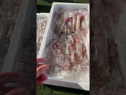 「魚に氷を直接当てない方が鮮度が保てる理由──ビニールシート冷却法の科学と実践」