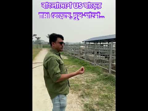 বাংলাদেশে US ষাড়ের TPI বেড়েছে, দুধ-মাংশ... #friesian_cow
