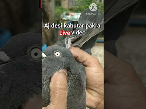 aj Desi kabutar pakra #pigeon#shorts