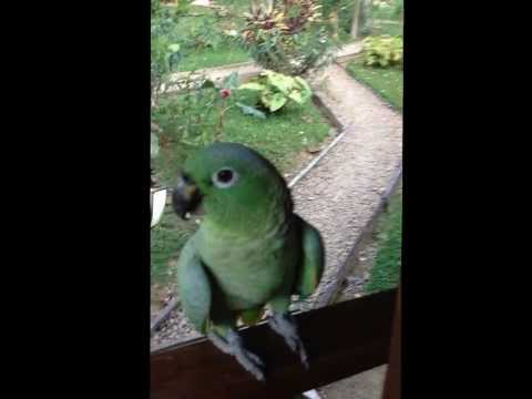 Ma niezwykłe umiejętności. Ta papuga sprowadza na ludzi.. uśmiech! Uległeś? :)