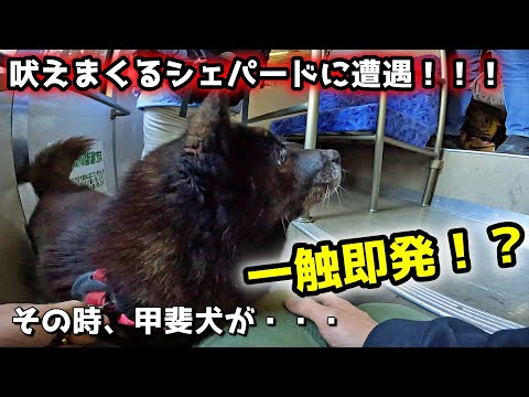 吠え続けるシェパードに遭遇！甲斐犬の対応が・・・【御岳山初詣編：序章】