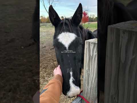 Friends #horse #equestrianjourney #horseenthusiast #stopanimalabuse #equestrian #horsefan #horsegirl