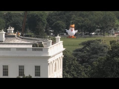 Giant inflated chicken with orange hair spotted near the White House