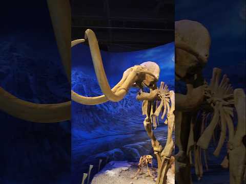 mammoth skeleton in the museum #mammothskeleton