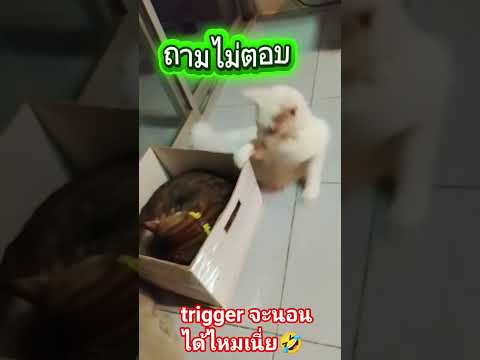 #ทิกเกอร์ถึงเวลาลงกล่อง🤣🤣