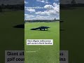 Giant alligator walks across golf course in North Carolina  - 00:18 min - News - Video