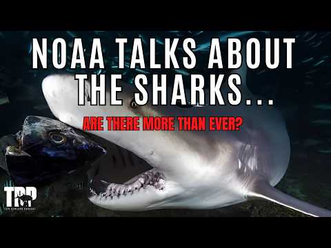 Too many sharks AND a 71% decline — how can both be true? video thumbnail