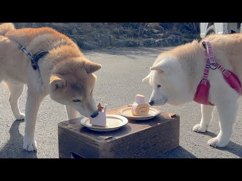 仲良くクリスマスケーキ食べる柴犬、夫婦のようなやり取りをする。