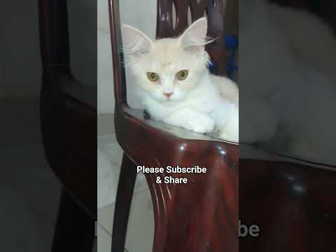 Cat Videos | Mochi | Funny Videos| Cat Videos #cat #catvideos #shorts #trendingshorts #funny-8