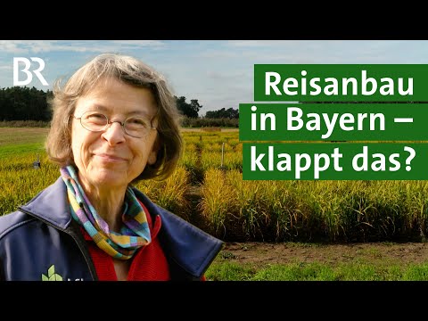 Reis und Erdnüsse aus Bayern: Macht der Klimawandel den Anbau möglich? | Unser Land | BR