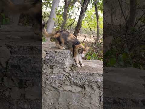 Кот баюн #кот #cat #shorts