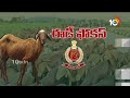 ED Focus On Sheep Distribution Scam | గొర్రెల స్కామ్.. ఈడీ టార్గెట్ | 10TV  - 03:18 min - News - Video