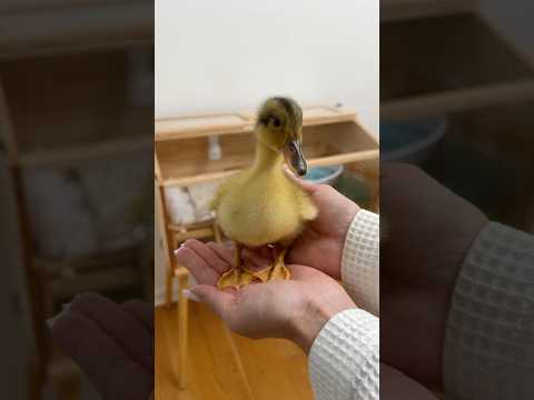 your morning routine as a duck mom 🐥#duck #duckling#cleaning #asmrsounds #shorts