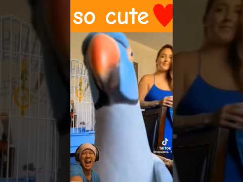 so cute♥ #birds #parrot #love