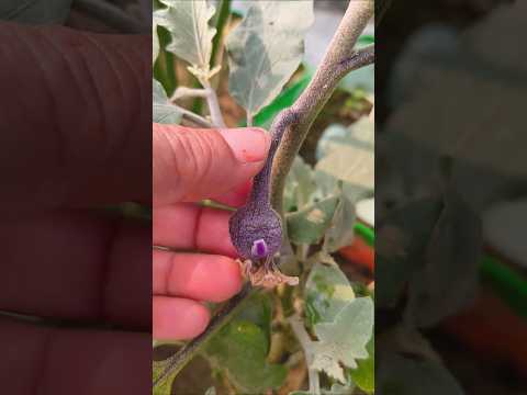 Terrace garden par chote chote bagen aane lage।।#garden #terracegarden #ytshort