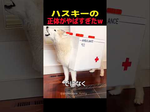 ハスキー犬のかわいい瞬間と驚きの行動を楽しもう サムネイル