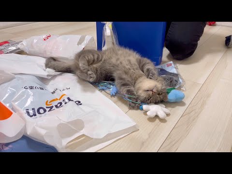 猫の動画サムネイル - なぜか猫がこうなった(笑)