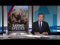 Can these scientific breakthroughs save the northern white rhino from extinction?  - 07:15 min - News - Video