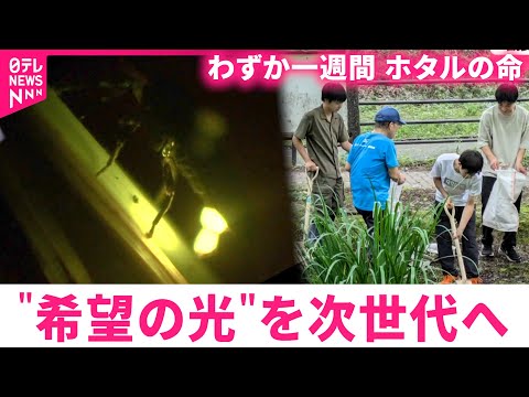 経済金融の動画サムネイル - 【幻想的な光】わずか一週間の命  ホタルを守る環境保全と中高生の研究　宮城　NNNセレクション