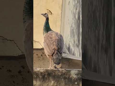 मोर आया मेरे आँगन #shorts #short #shortsfeed